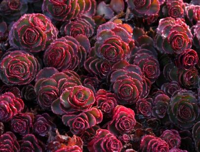 Rozchodnik DRAGON'S BLOOD Sedum /P9 *K16