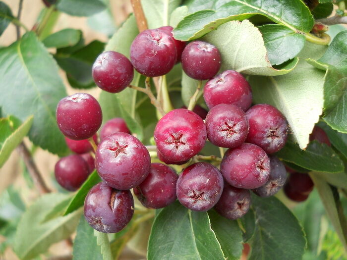 Jarząb pospolity odm. 'RUBINOVAJA' Sorbus aucuparia C5/2m