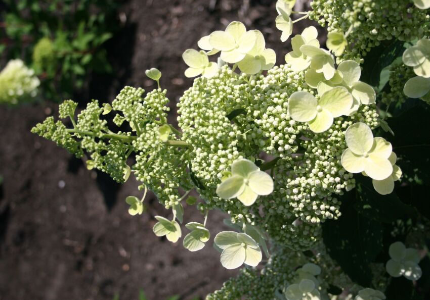 Hydrangea paniculata MAGICAL HIMALAYA 'Kolmahima' PBR Hortensja wiechowata /C3 *K18