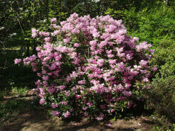 Różanecznik Williamsa Rhododendron williamsianum C4/40cm *46T