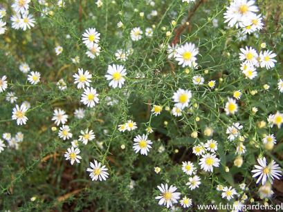 Aster wrzosolistny HERBSTMYRTHE Symphyotrichum ericoides /C2 *16