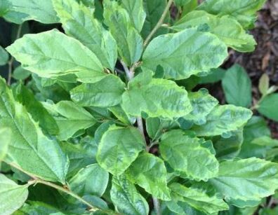 Parocja PERSIAN LACE Parrotia persica C3/50-60cm *K15w17