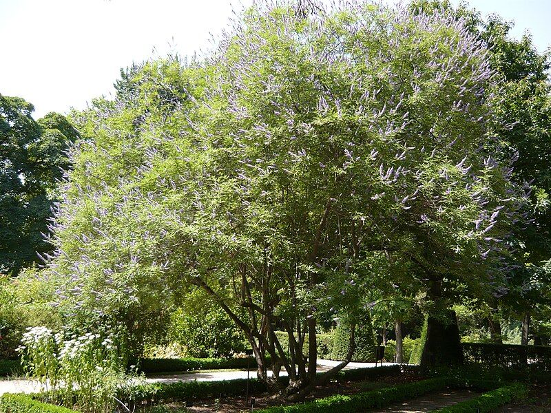 Vitex negundo cannabifolia /C2 *T74