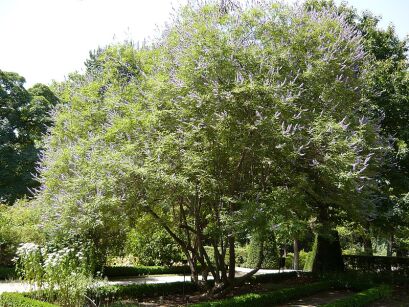Vitex negundo cannabifolia /C2 *T74