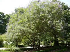 Vitex negundo cannabifolia /C2 *T74