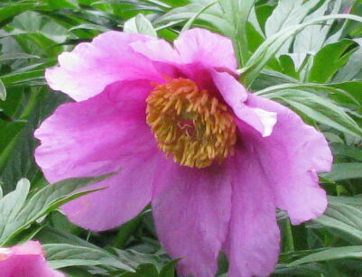 Paeonia veitchii Piwonia Veitcha /C2 *K15w3
