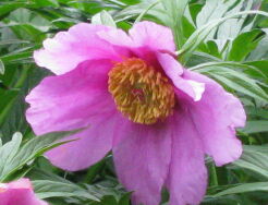 Paeonia veitchii Piwonia Veitcha /C2 *K15w3