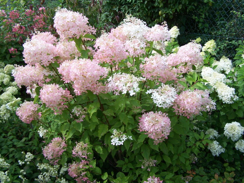 Hortensja bukietowa PHANTOM Hydrangea paniculata /C3 *K17