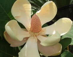 Magnolia delavayi C3/20-40cm *22T