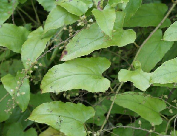 Jeżyna Rubus ichangensis /P11 *K8