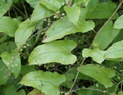 Jeżyna Rubus ichangensis /C2 *K14w11