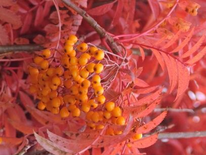 Jarząb kolumnowy AUTUMN SPIRE Sorbus C3/60-80cm *K14