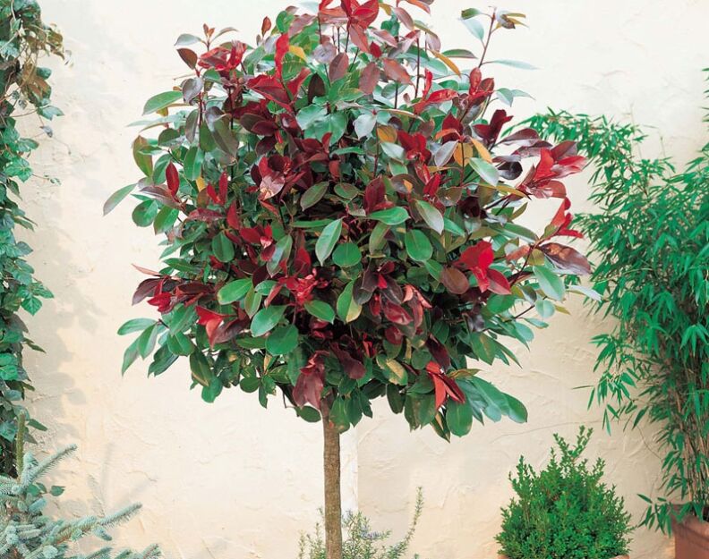 Głogownik ROBUSTA COMPACTA na PNIU Photinia fraseri C7,5/Pa60(80)cm *TL