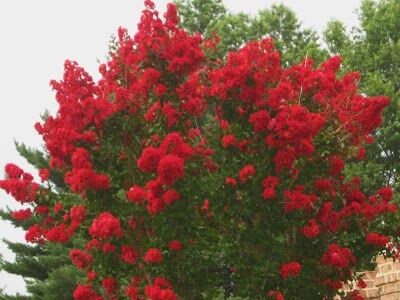 Lagerstroemia indica PETIT RED Bez południa