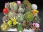 Kaktusy - mieszanka - 0,2 g nasion Cactus spp.