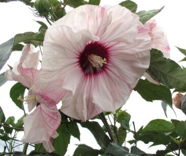 Hibiscus wielkokwiatowy CHERRY CHEESCAKE Ketmia Hibiskus /C5 *K14