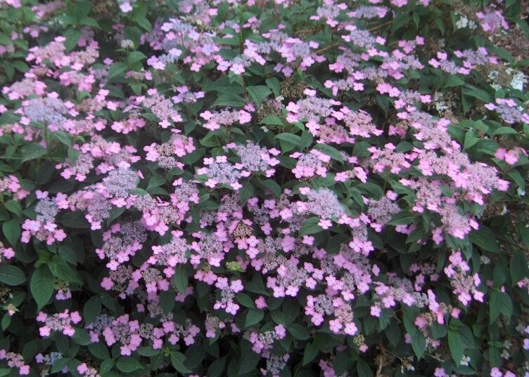 Hortensja piłkowana MOUNT ASO Hydrangea serrata /C2