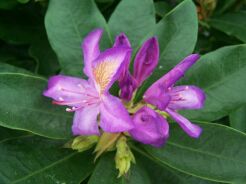 Różanecznik pontyjski FIOLETOWY  Rhododendron ponticum 