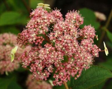 Hortensja krzewiasta PINK PINCUSHION Hydrangea arborescens /C5 *K17