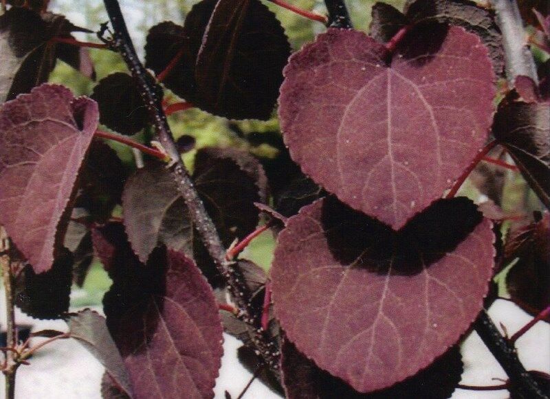 Grujecznik japoński ROTFUCHS Cercidyphyllum japonicum C2/30-40cm *K8