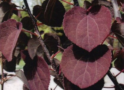 Grujecznik japoński ROTFUCHS Cercidyphyllum japonicum C2/30-40cm *K8