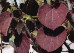 Grujecznik japoński ROTFUCHS Cercidyphyllum japonicum C2/30-40cm *K8