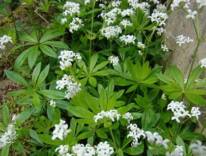 Marzanka wonna Przytulia wonna Galium odoratum /P9 *K25