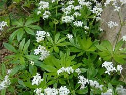 Marzanka wonna Przytulia wonna Galium odoratum /P9 *K25