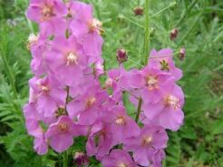 Dziewanna ROSETTA Verbascum phoeniceum /C2 *K3