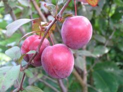 Śliwa wiśniowa 'HOLLYWOOD' Prunus cerasifera C5/120cm