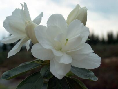 Azalia zimozielona DOROTA na PNIU Rhododendron C4/Pa40-60cm *K12