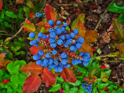 Mahonia x wagneri FIREFLAME C2/30-40cm *4