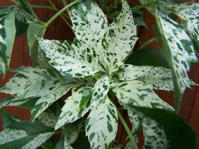 Winobluszcz pięciolistkowy STAR SHOWERS Parthenocissus quinquefolia C2/80cm *K8