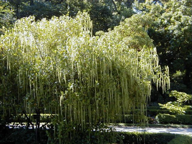 Itea ilicifolia C2/40-60cm *T16