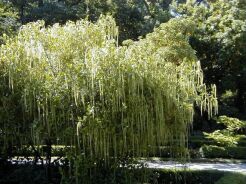 Itea ilicifolia C2/40-60cm *K20