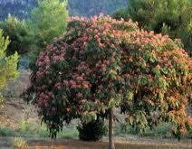 Albicja jedwabista (czysty gatunek) Albizia julibrissin C5/30-50cm *T74