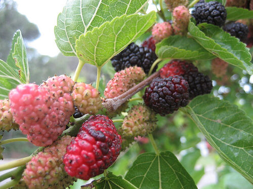 Morwa CZARNA Morus nigra C2/60-80cm *T15