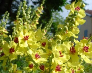 Dziewanna SIXTEEN CANDLES Verbascum chaixii /C1,5