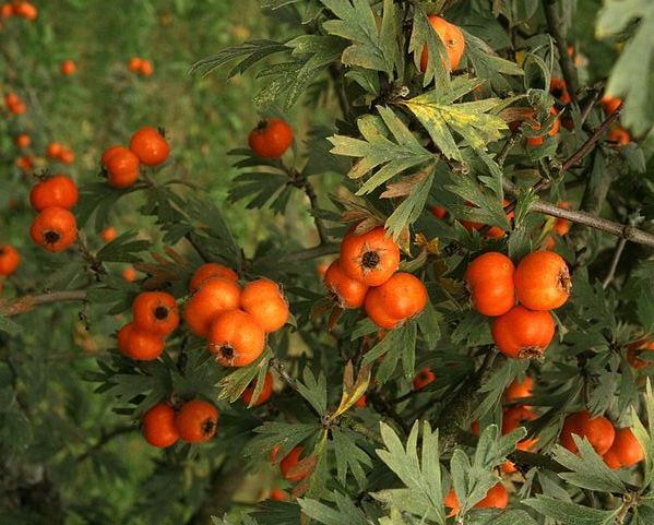 Głóg wrotyczowy Crataegus tanacetifolia C3/140cm *K6