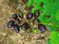 Czerniec gronkowy Actaea spicata - 10szt. nasion