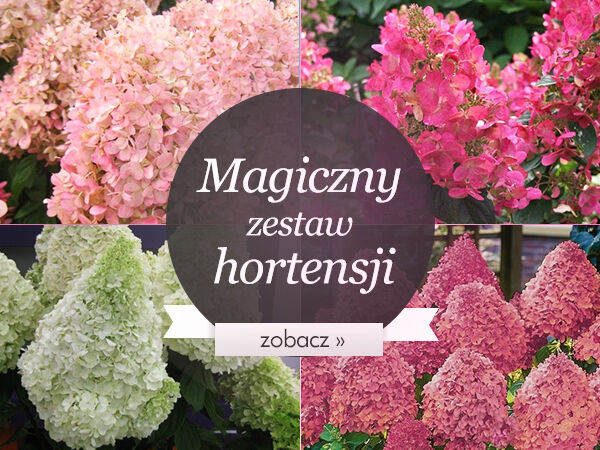 Magiczny zestaw hortensji - MEGA PROMOCJA!