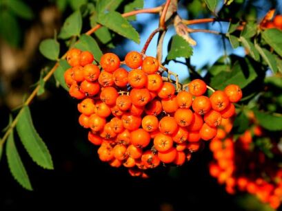 Jarząb pospolity odm. 'KRASAVICA' Sorbus aucuparia