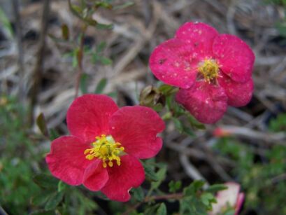 Pięciornik krzewiasty DANNY BOY 'Lissdan'® Potentilla fruticosa /C2