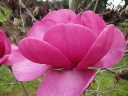  Magnolia x FELIX 'Feliks Jury' C2/20cm *10