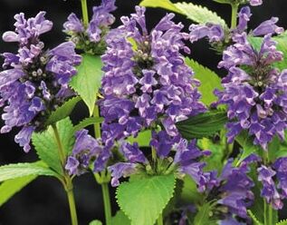Kocimiętka BLUE DREAMS Nepeta subsessilis /C3