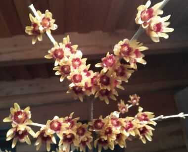 Zimokwiat wczesny Chimonanthus praecox C5/50-60cm *K15