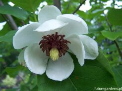 Magnolia sieboldii C5/40cm *K15