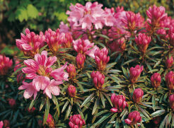 Różanecznik pontyjski GRAZIELLA  Rhododendron ponticum
