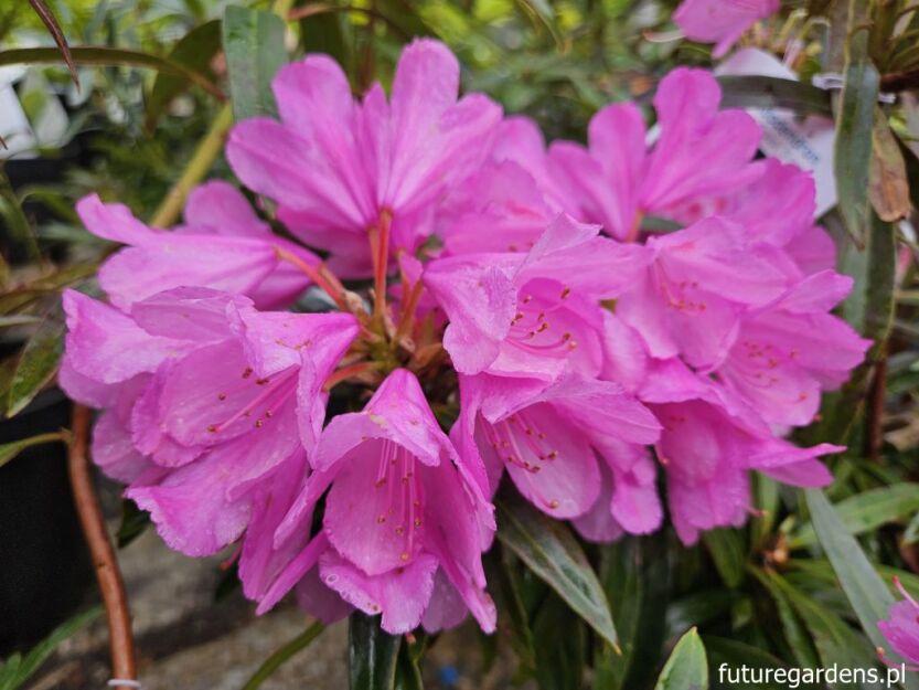 Różanecznik pontyjski GRAZIELLA 5-letni Rhododendron ponticum C5/40-50cm *K18