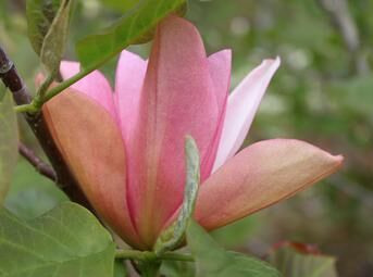 Magnolia FLAMINGO C2/20cm *T1